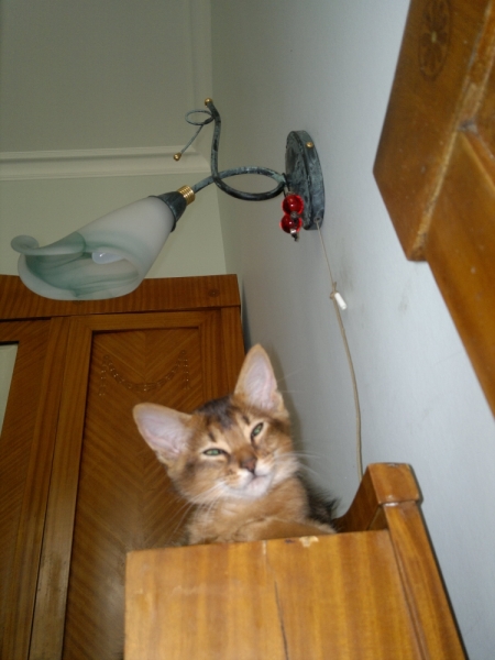 Поговорим о кошках34