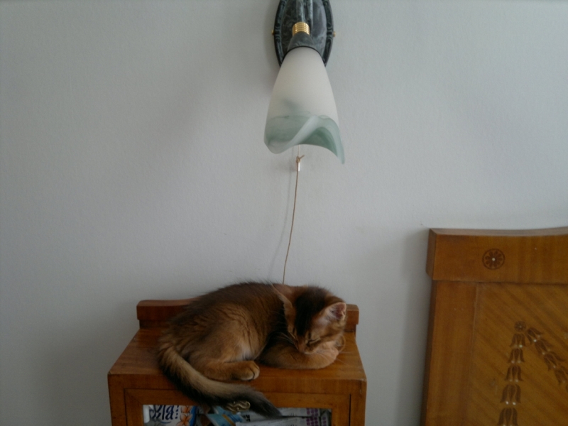 Поговорим о кошках34