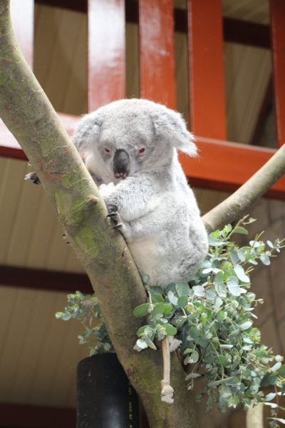 На авто из Москвы_май_2015_Нидерланды, Бельгия, озера Швейцарии и Италии, Германия