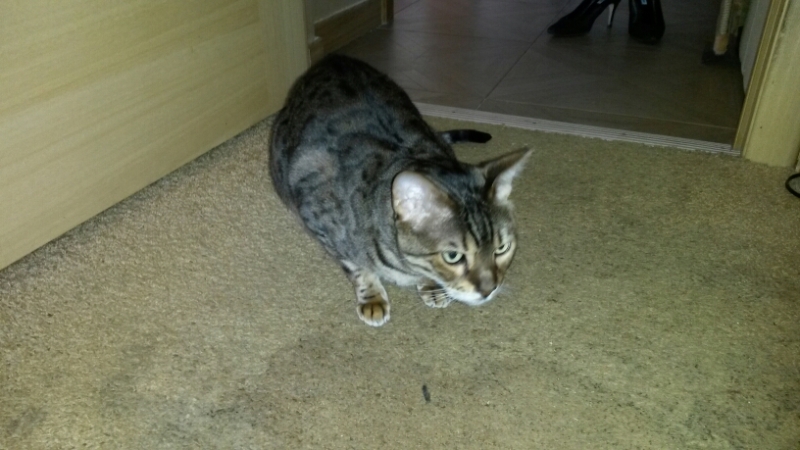 Поговорим о кошках34