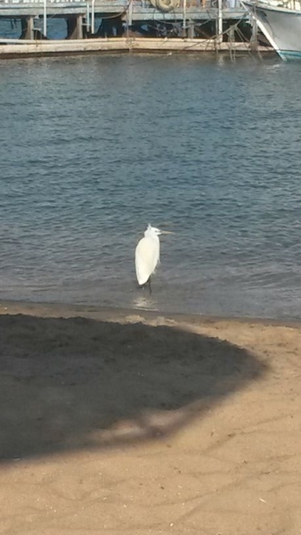 Поговорим о кошках34