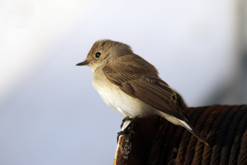 Константинополь – павшее величие.