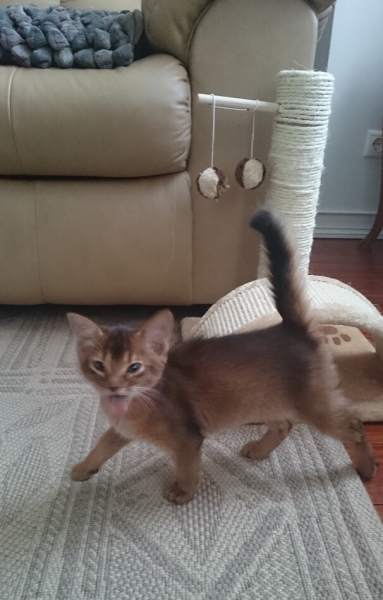 Поговорим о кошках34