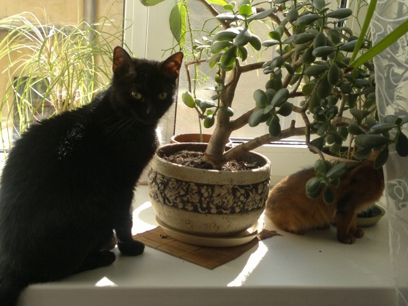 Поговорим о кошках34