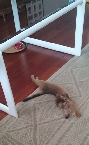 Поговорим о кошках34