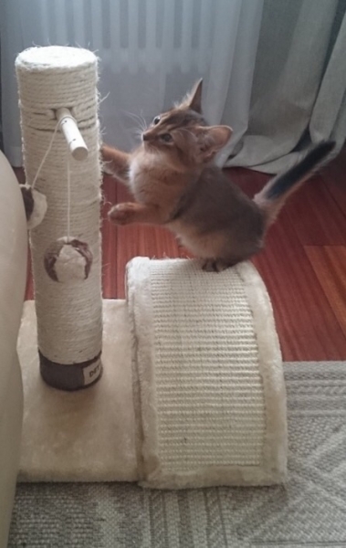 Поговорим о кошках34