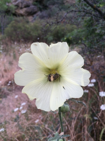 Грузия на своих двоих