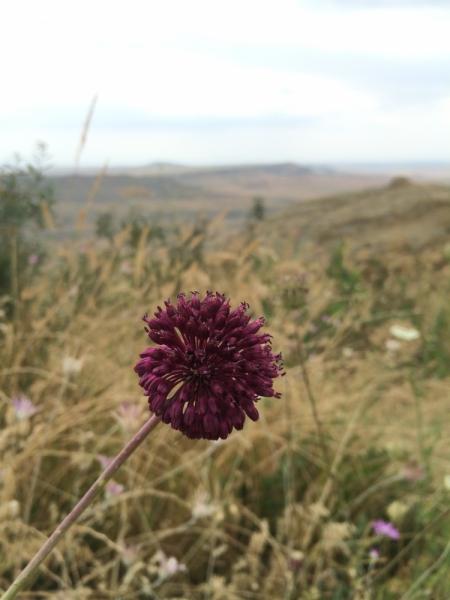 Грузия на своих двоих