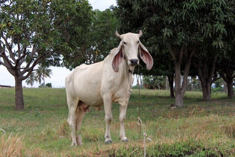 Очерки о жизни семьи 50+ в посёлке под Хуа Хином.