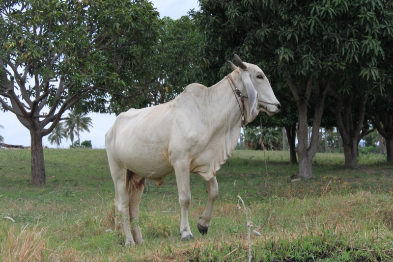 Очерки о жизни семьи 50+ в посёлке под Хуа Хином.