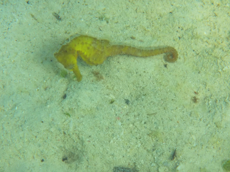 Эль-Нидо/Корон - май 15 (добавил фото)