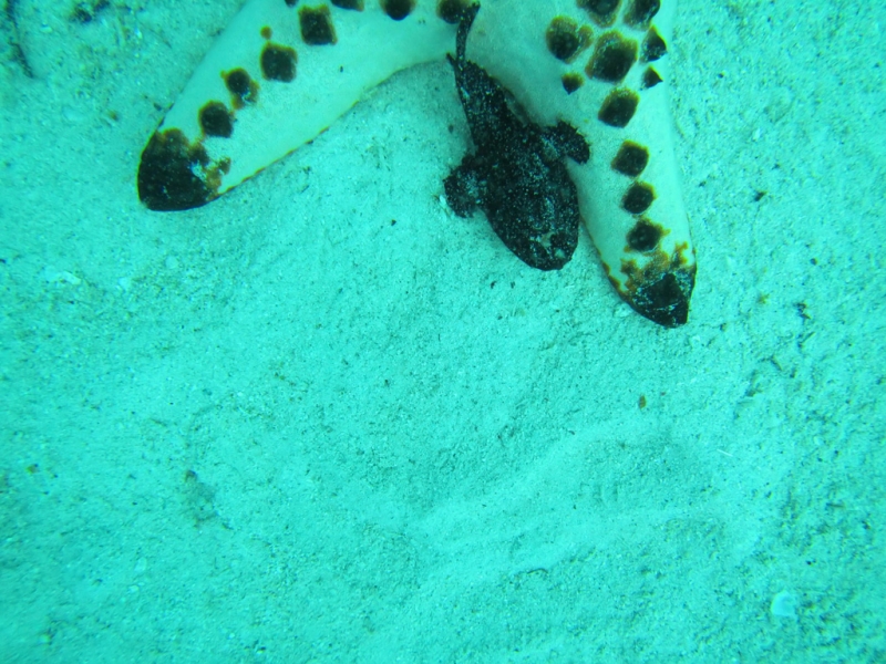 Эль-Нидо/Корон - май 15 (добавил фото)