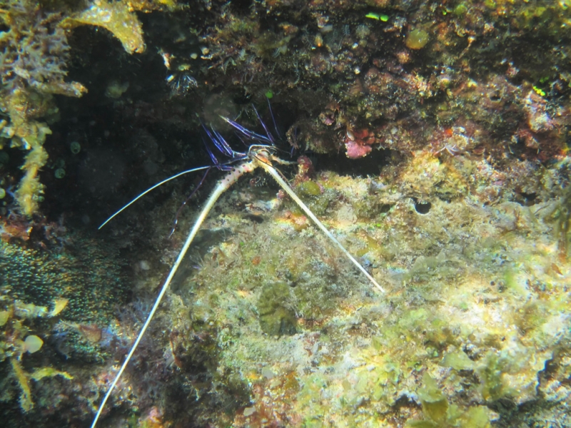 Эль-Нидо/Корон - май 15 (добавил фото)