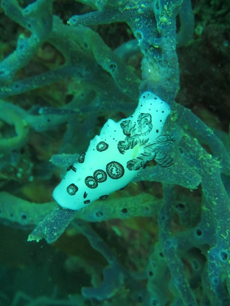 Эль-Нидо/Корон - май 15 (добавил фото)