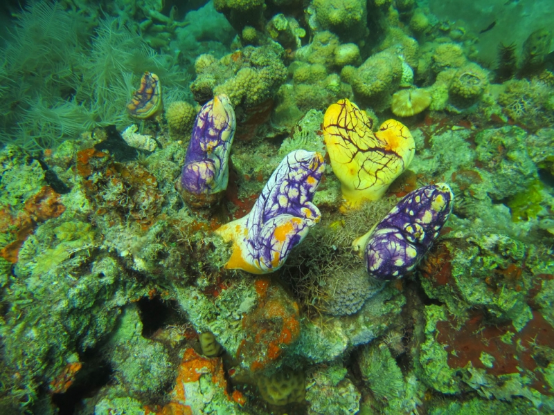 Эль-Нидо/Корон - май 15 (добавил фото)