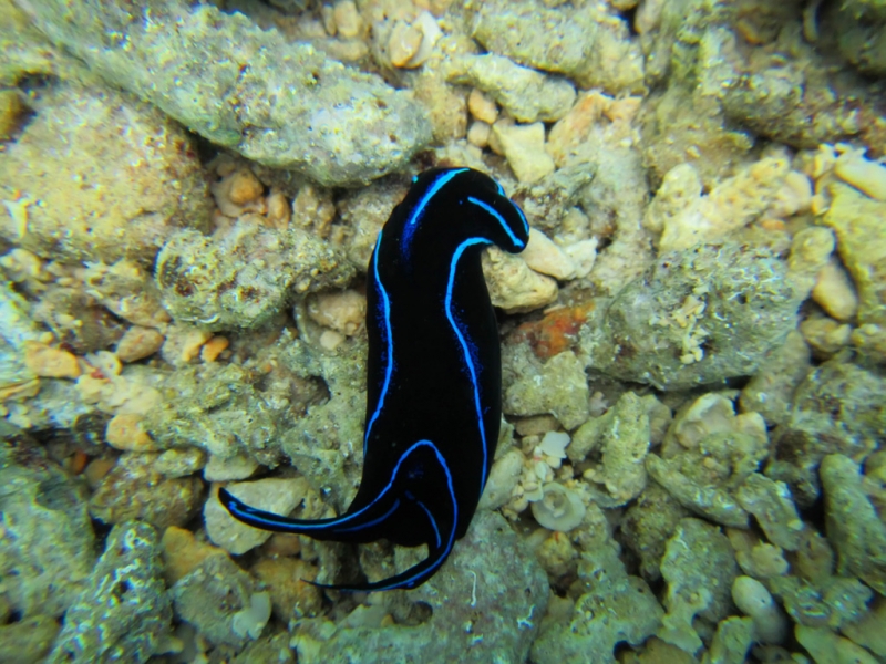 Эль-Нидо/Корон - май 15 (добавил фото)