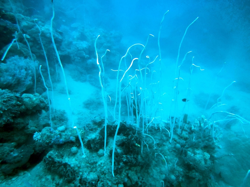 Эль-Нидо/Корон - май 15 (добавил фото)