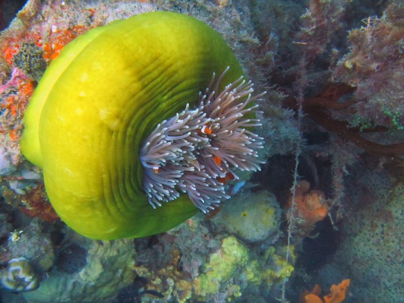 Эль-Нидо/Корон - май 15 (добавил фото)