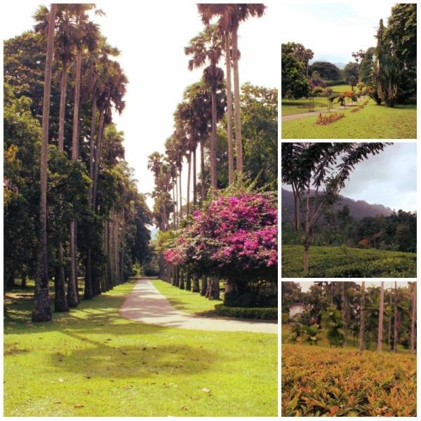 Шри-Ланка. На один раз