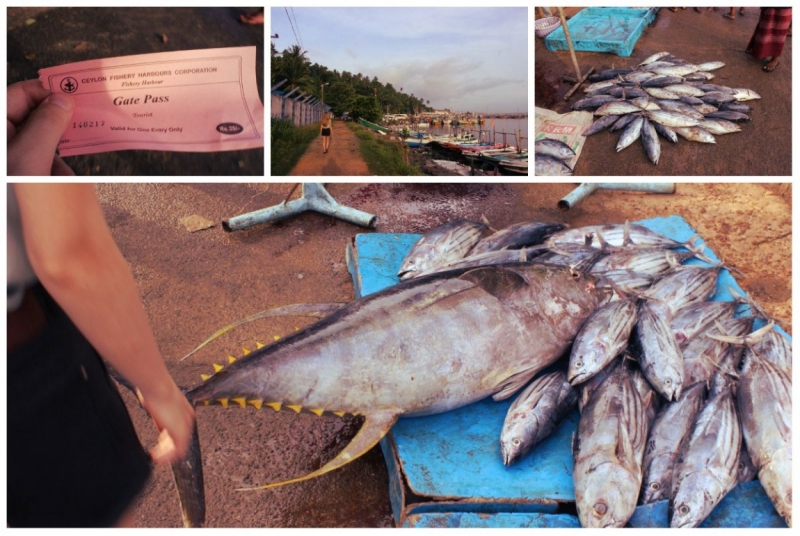 Шри-Ланка. На один раз