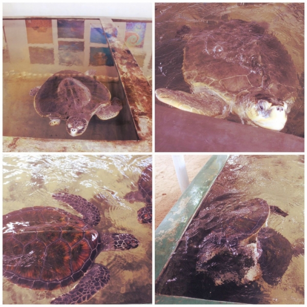 Шри-Ланка. На один раз