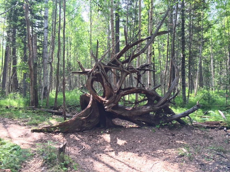 Кругобайкальский круиз за 9 дней. Микс дикой природы и комфорта.