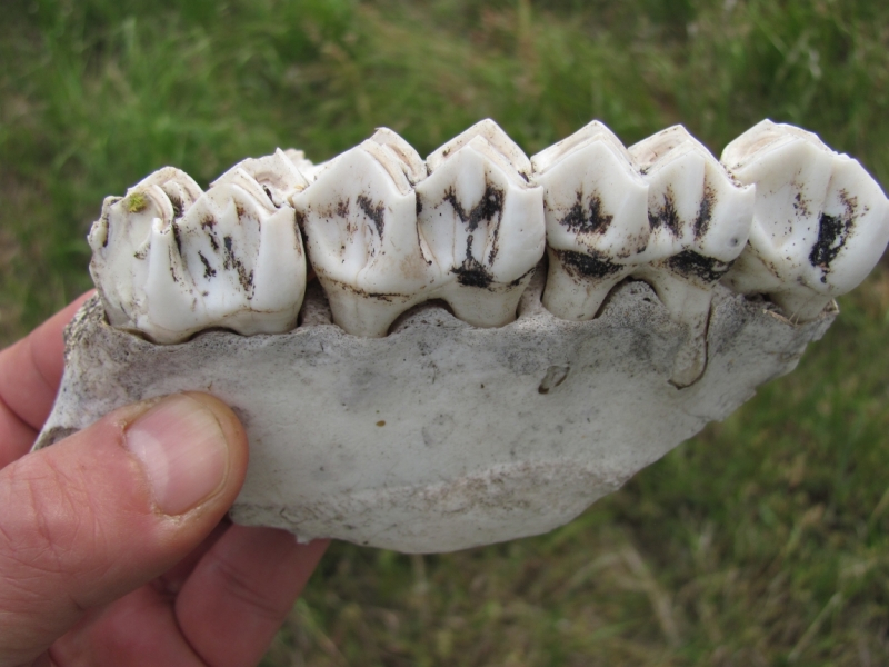 Кругобайкальский круиз за 9 дней. Микс дикой природы и комфорта.