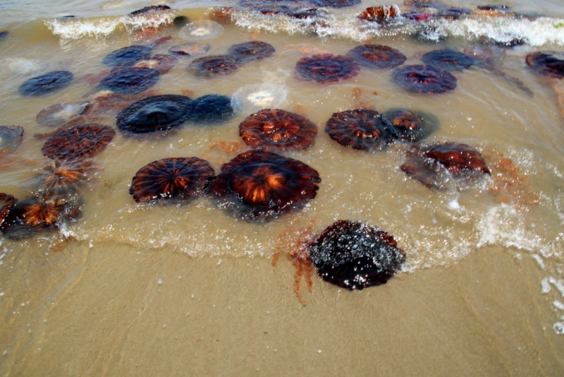 О чем молчат перуанские боги (Перу-Боливия, янв'13)