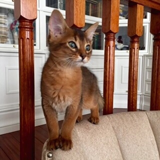 Поговорим о кошках34