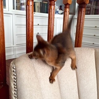 Поговорим о кошках34