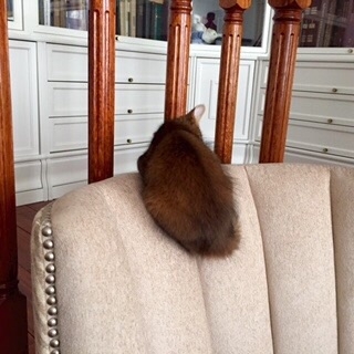 Поговорим о кошках34