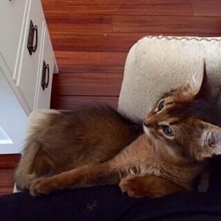 Поговорим о кошках34