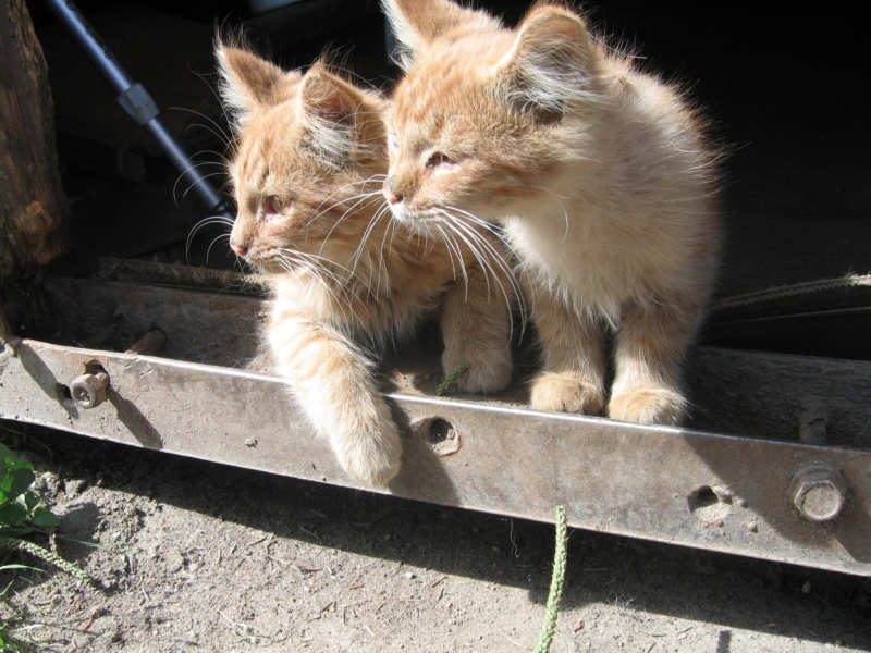 Кошки в нашей жизни. Кошки и все, что с ними связано.