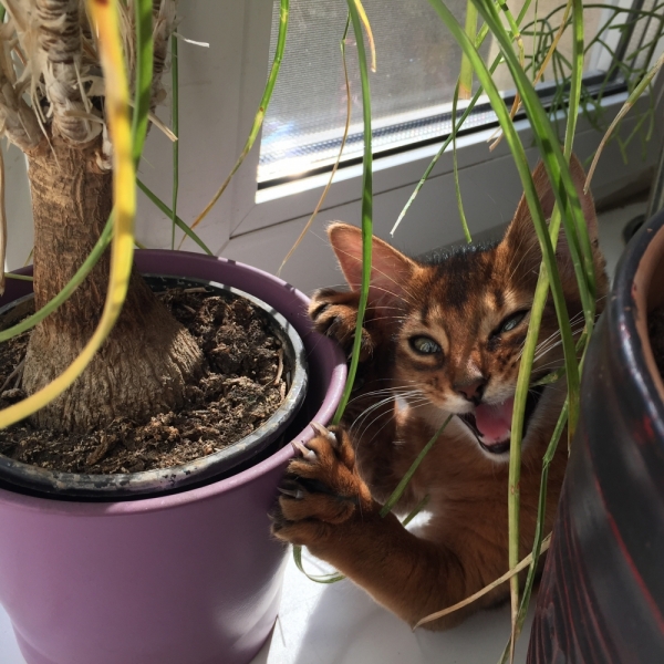 Поговорим о кошках34