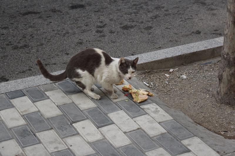 Баку, Грузия, Армения. От Черного города до Черного моря или как мы Кавказ покоряли.