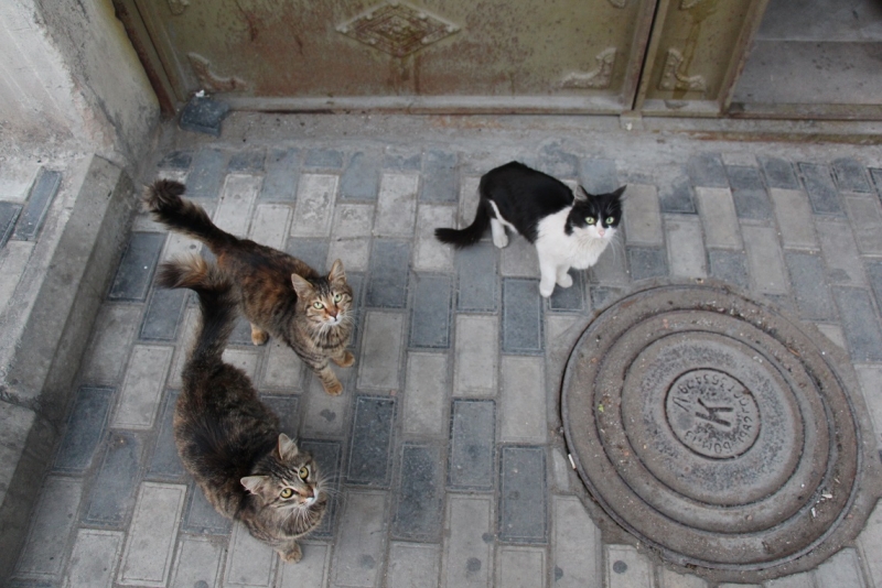 Баку, Грузия, Армения. От Черного города до Черного моря или как мы Кавказ покоряли.