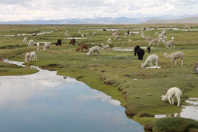 Перу-Peru, или мечт остается все меньше...