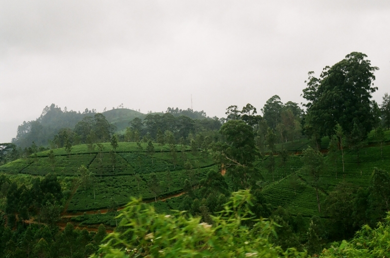 Коломбо-Канди-Аругамбей-Галле-Негомбо июль 2015