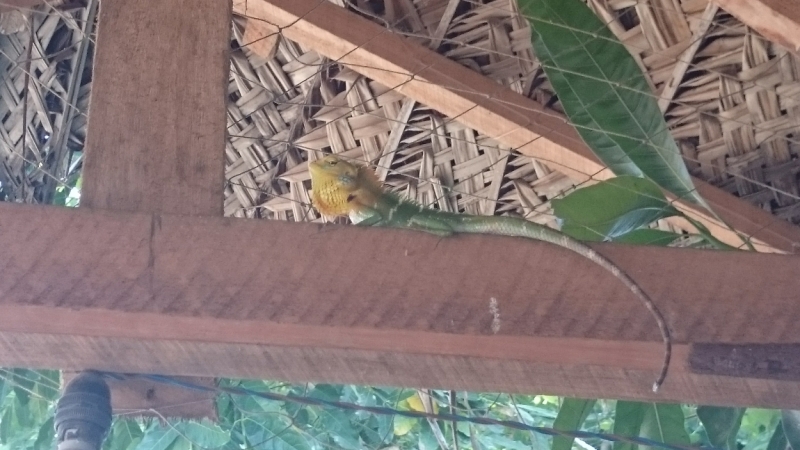 Коломбо-Канди-Аругамбей-Галле-Негомбо июль 2015