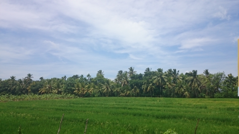 Коломбо-Канди-Аругамбей-Галле-Негомбо июль 2015