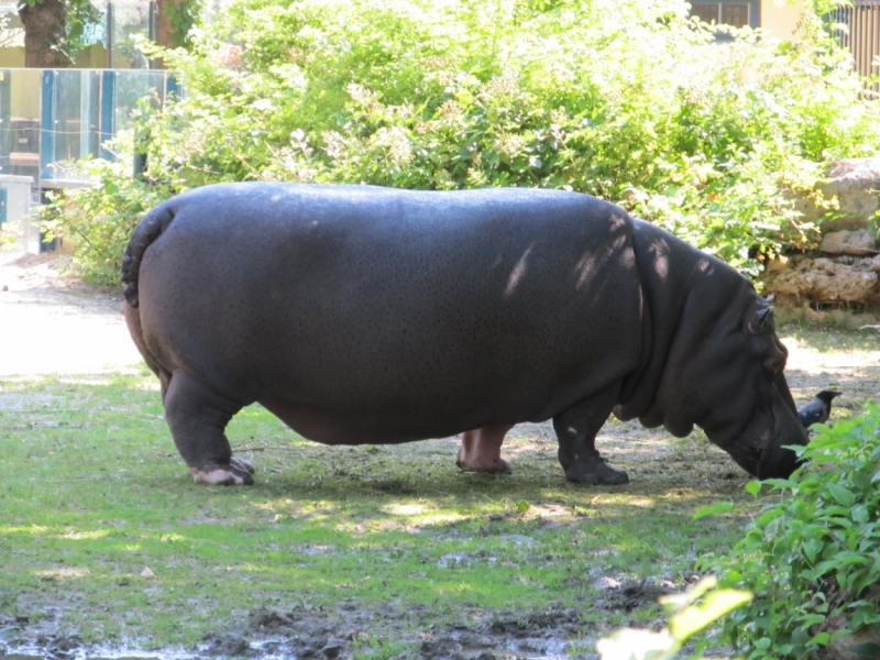 Наша солнечная Австрия! Июль 2014
