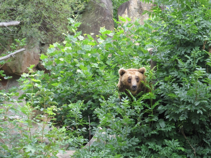 Наша солнечная Австрия! Июль 2014