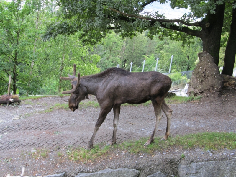 Наша солнечная Австрия! Июль 2014