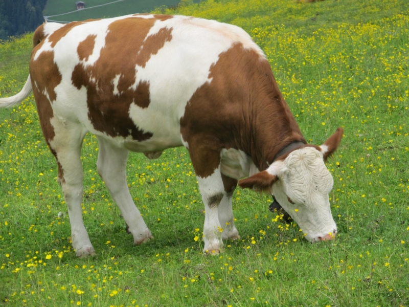 Наша солнечная Австрия! Июль 2014