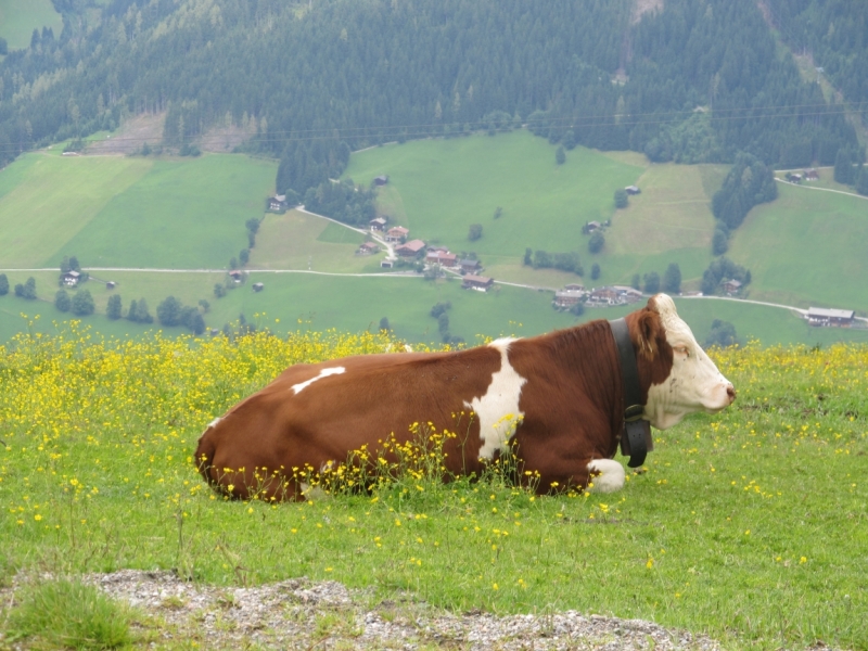 Наша солнечная Австрия! Июль 2014