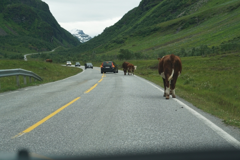 Берлин - Норвегия на 4000 км за 11 дней. Август 2015