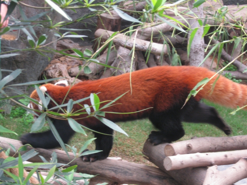 Борнео с посещением Гонконга.