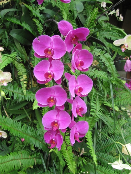 Борнео с посещением Гонконга.