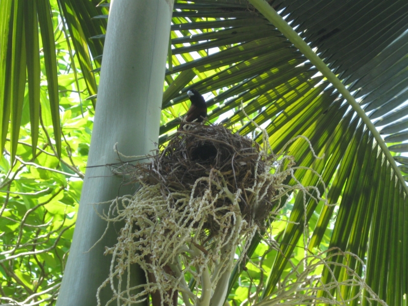 Борнео с посещением Гонконга.