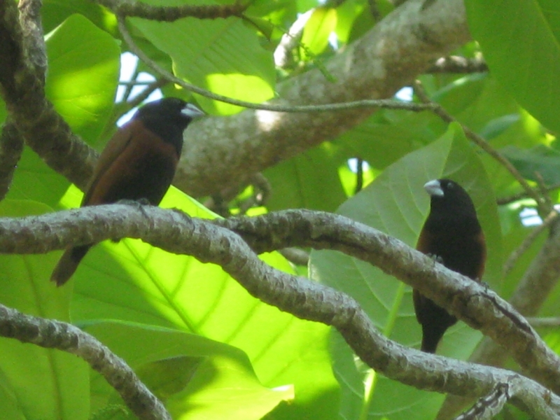 Борнео с посещением Гонконга.